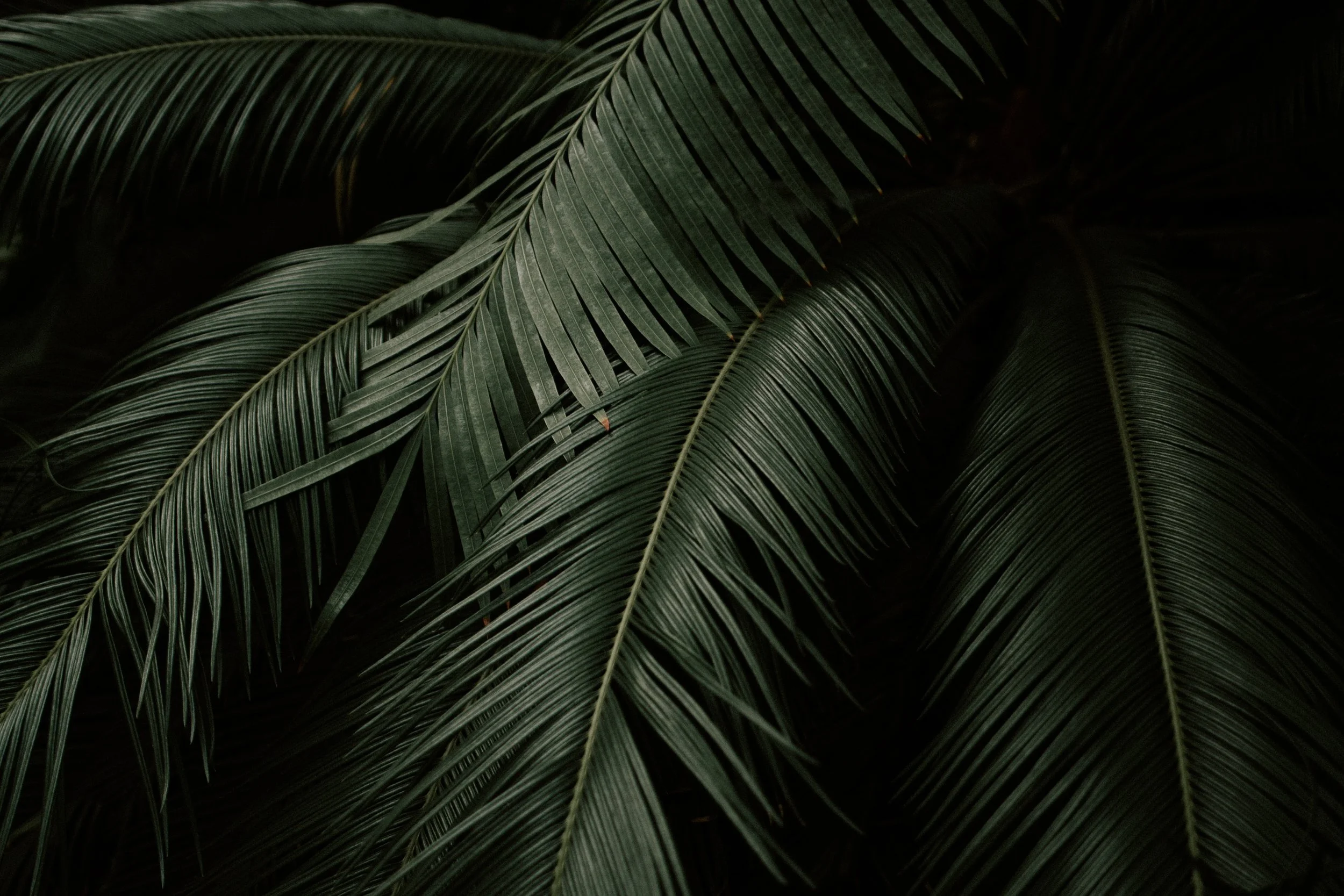 Palm Sunday