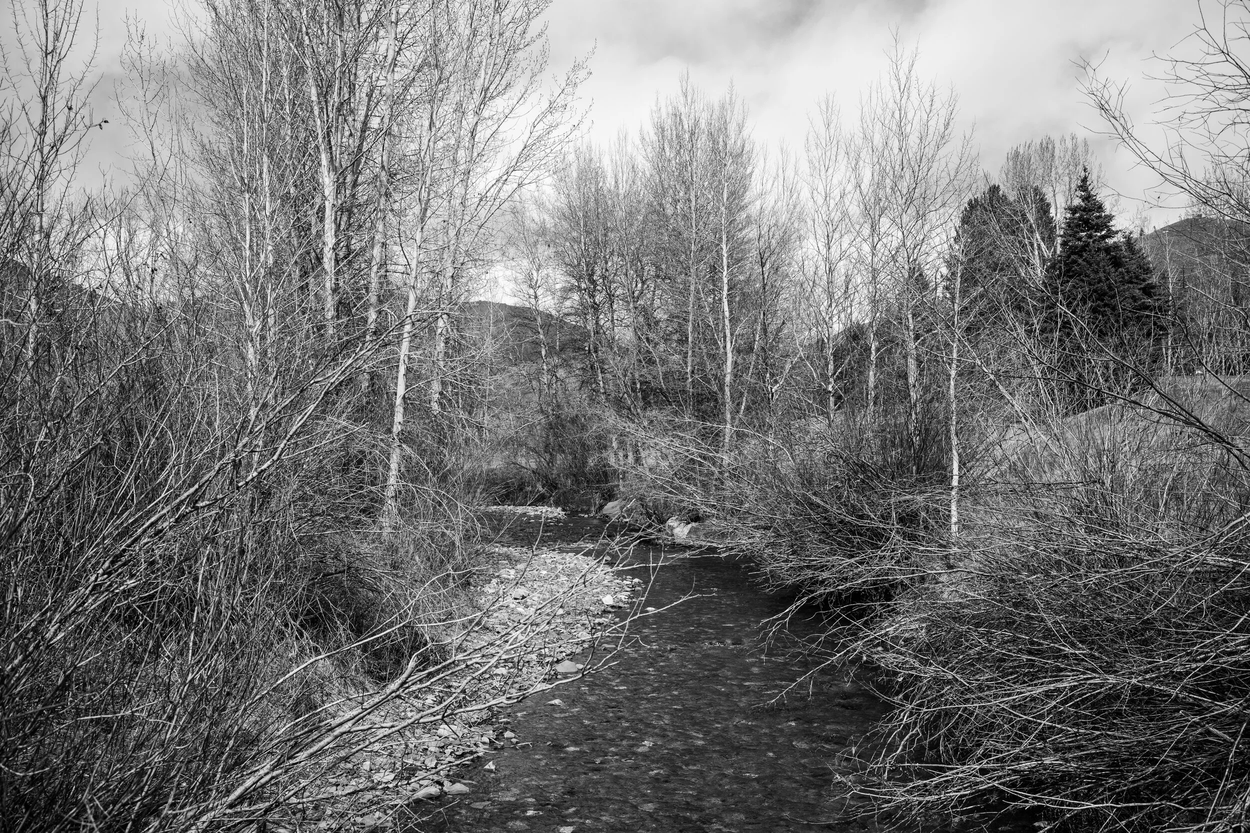 Afternoon walk.jpg