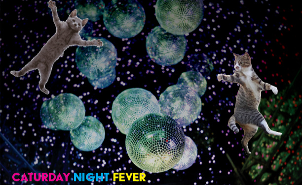 Caturday Disco Brunch