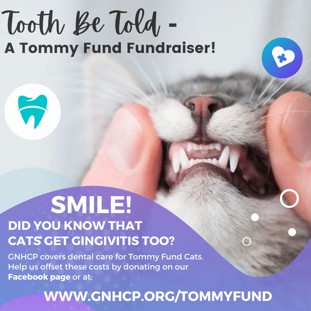 Tooth Be Told - Tommy Fund Fundraiser