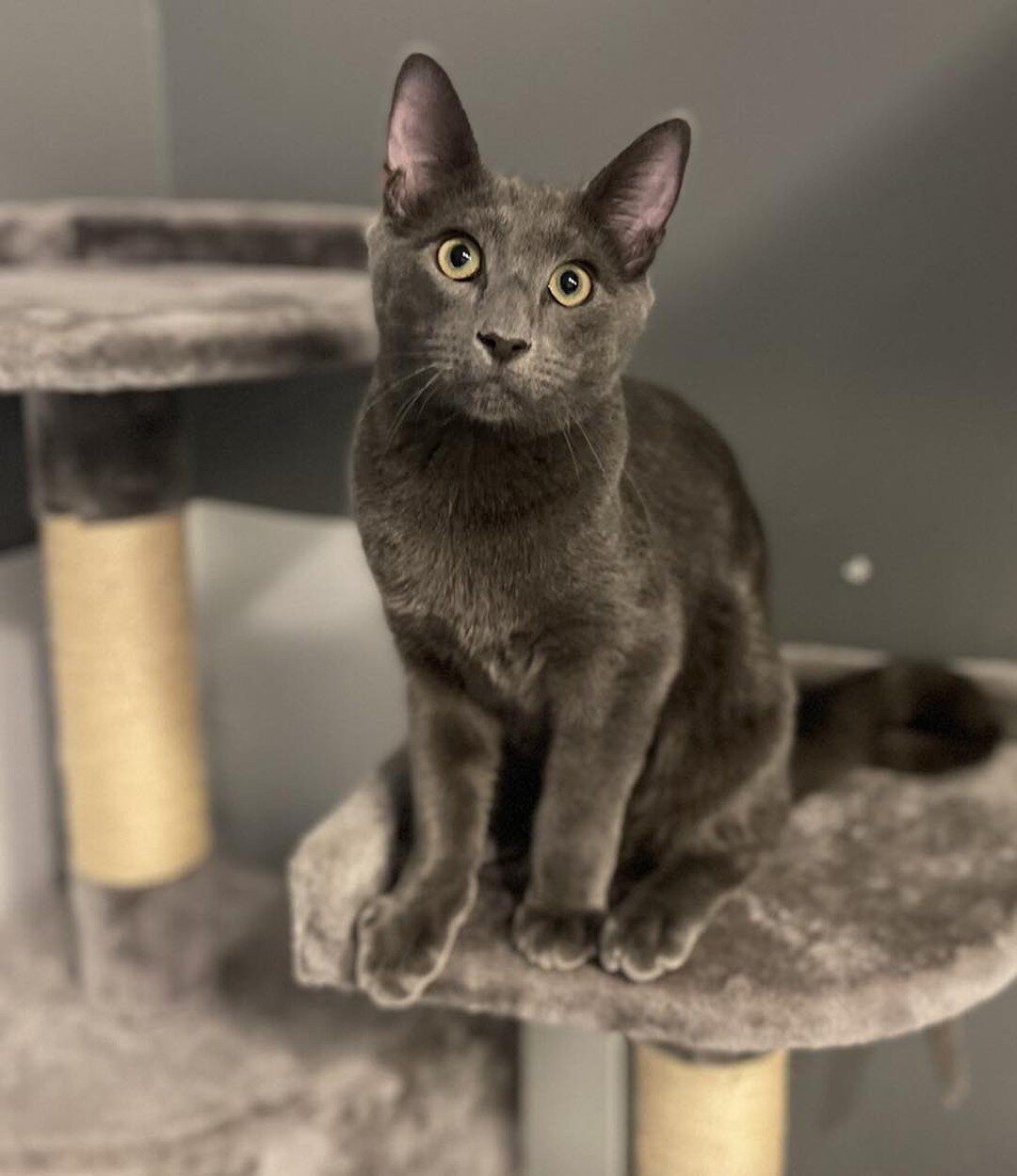 Happy new week from Dwight 😺&hearts;️😺 This little cutie just loves spending time on the cat trees. He enjoys lots of playtime with his kitty friends at the center 😺Dwight will accept lots of pets, especially if you&rsquo;re holding the treat bag 