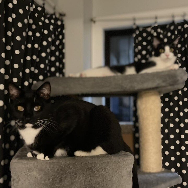 Trevor (top) and Bobby are ready to get this purrsday going 😺🐾😺

If these cuties look familiar, they are usually in our wacky Wednesday videos 😺&hearts;️😺 You can always see them showing off their silly ways 😺&hearts;️😺

They were super shy wh