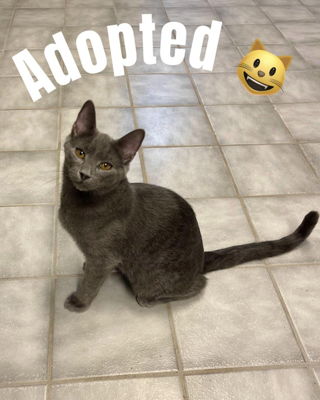 Dwight has a big announcement to make 😺🐾😺 He was adopted with his sister Charley 😺🐾

They were a big part of our wacky Wednesday crew.  These little cuties are so playful, and love to play with their kitty furriends 😺 We are so happy to see the