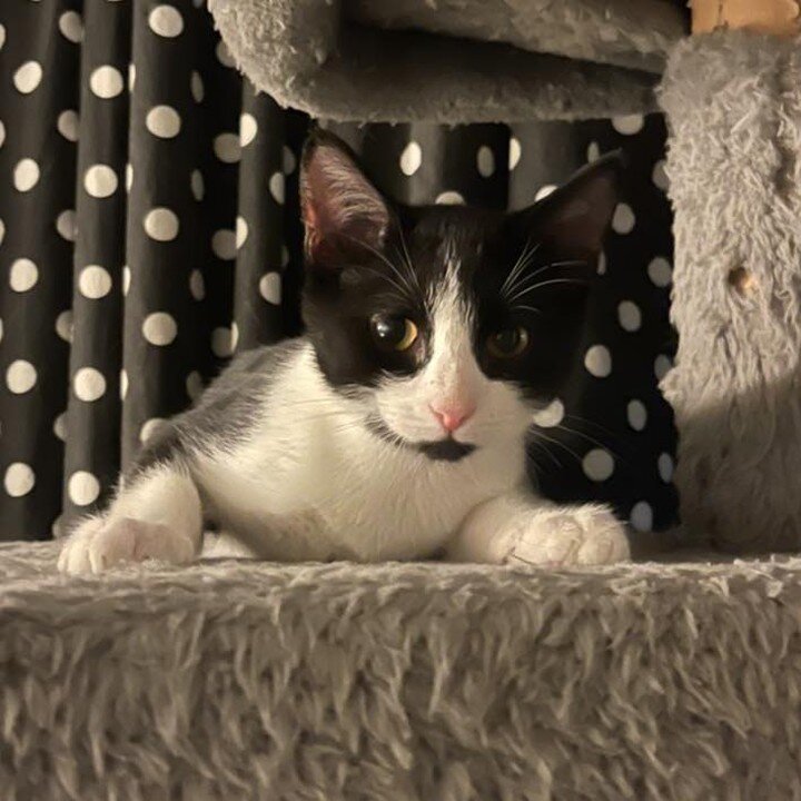 Happy new week from Brando 😺🐾😺

At only 4 months old, this little cutie is super sweet 😺 Brando is all about giving you kisses 😽 He also enjoys chasing his toys, and loves to meet new people 😺🐾😺

If you are interested in meeting Brando (young