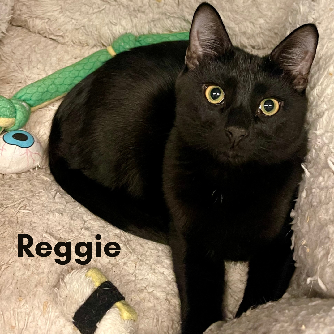 Reggie