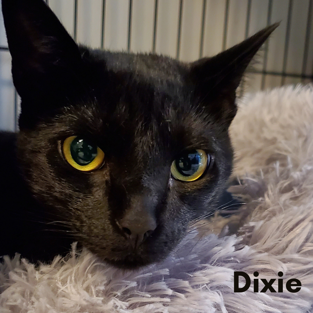 Dixie