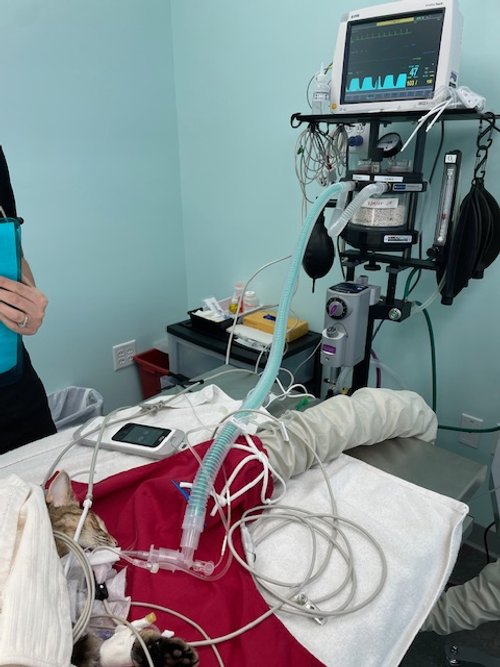 Aziza in surgical suite.jpg