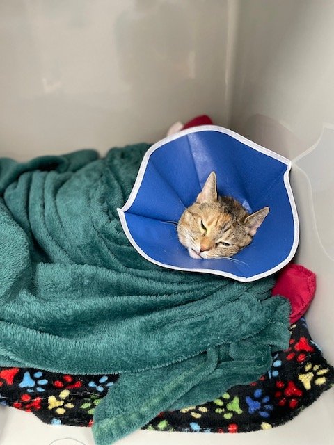 Aziza after surgery.jpg