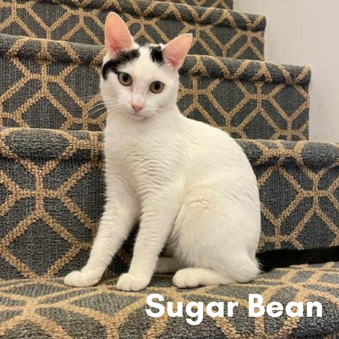 Sugar Bean