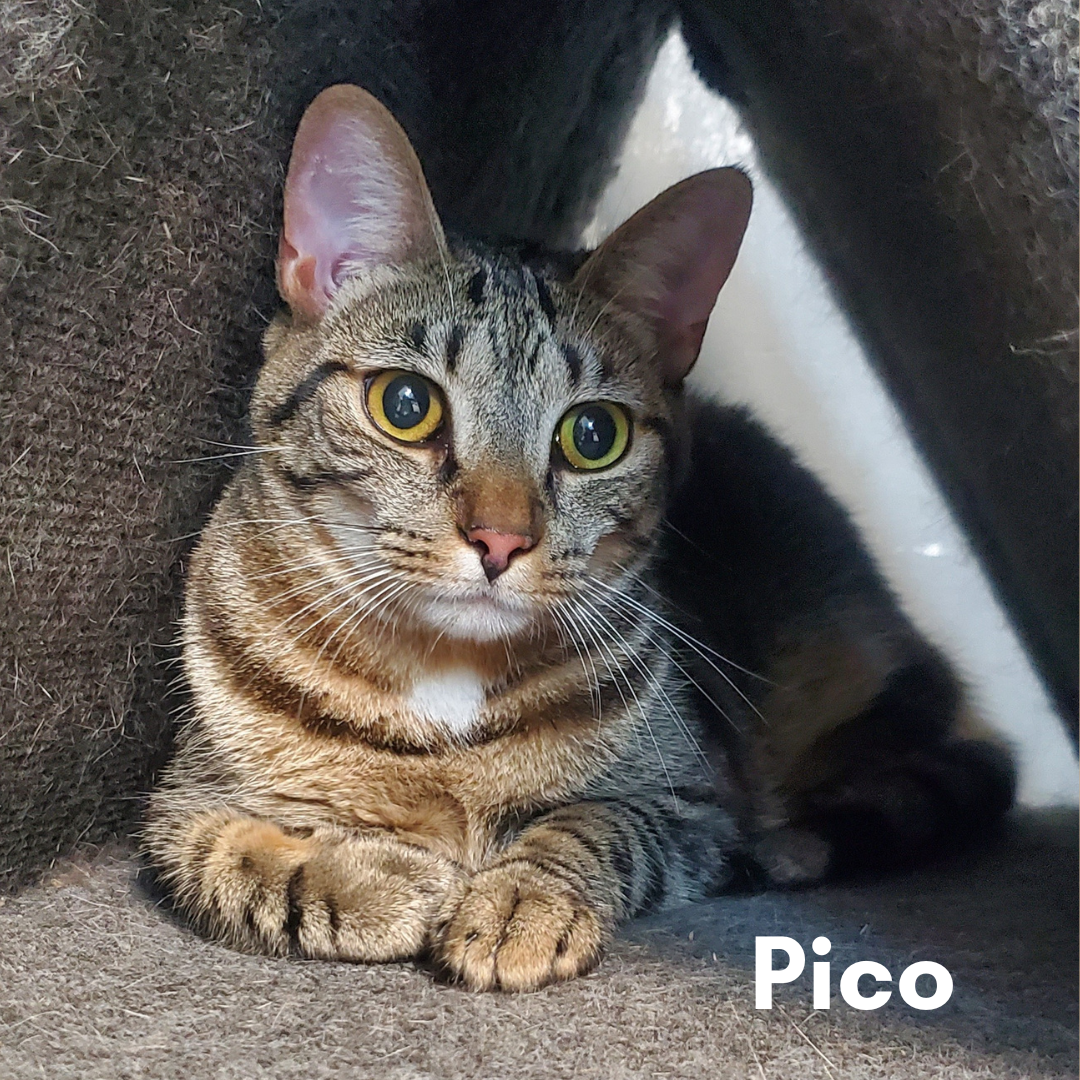 Pico