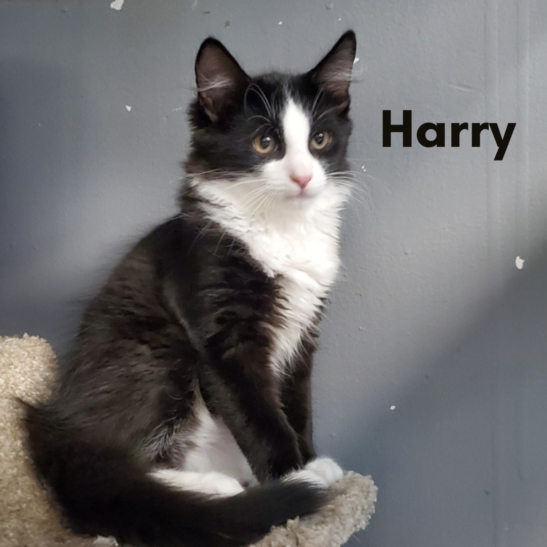 Harry
