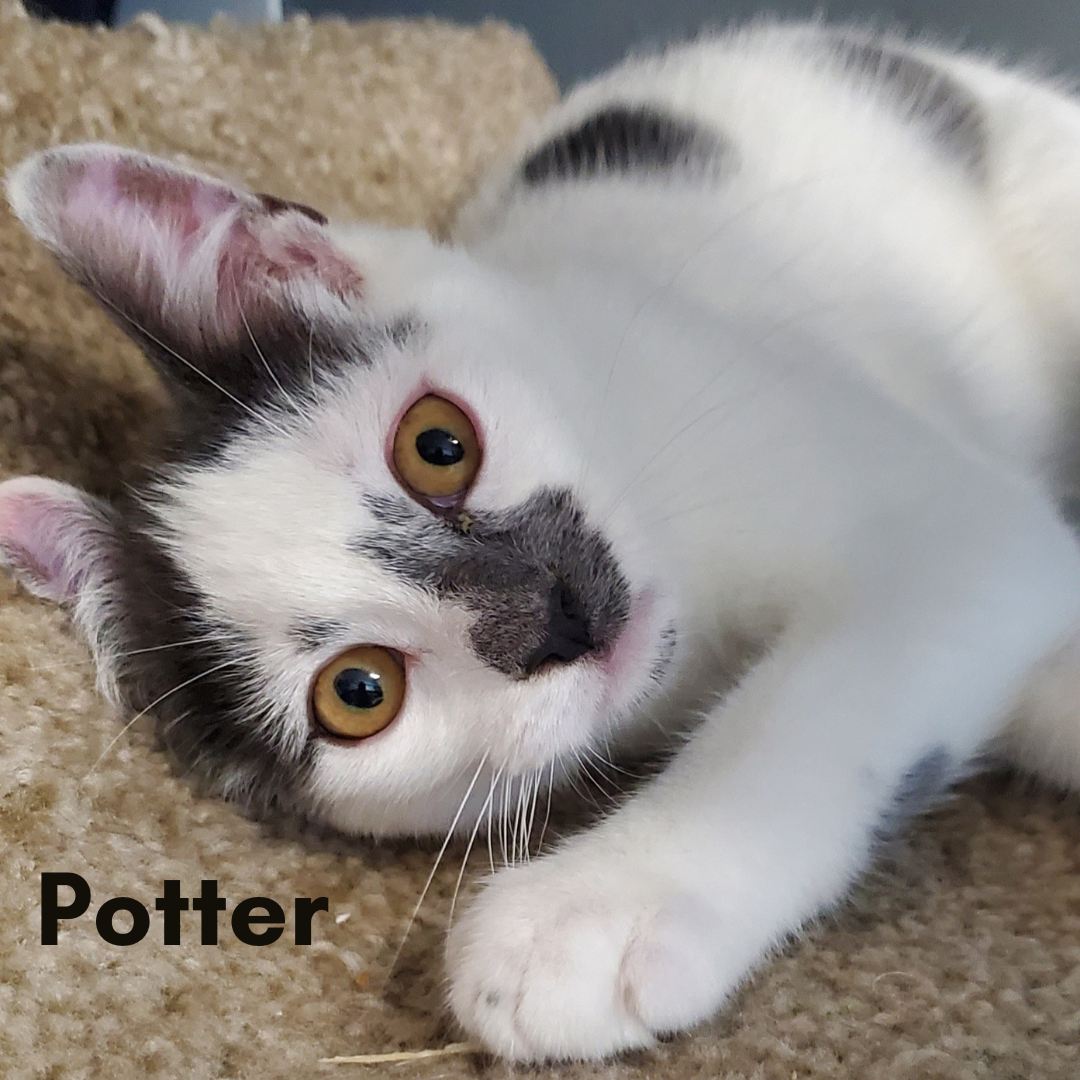 Potter