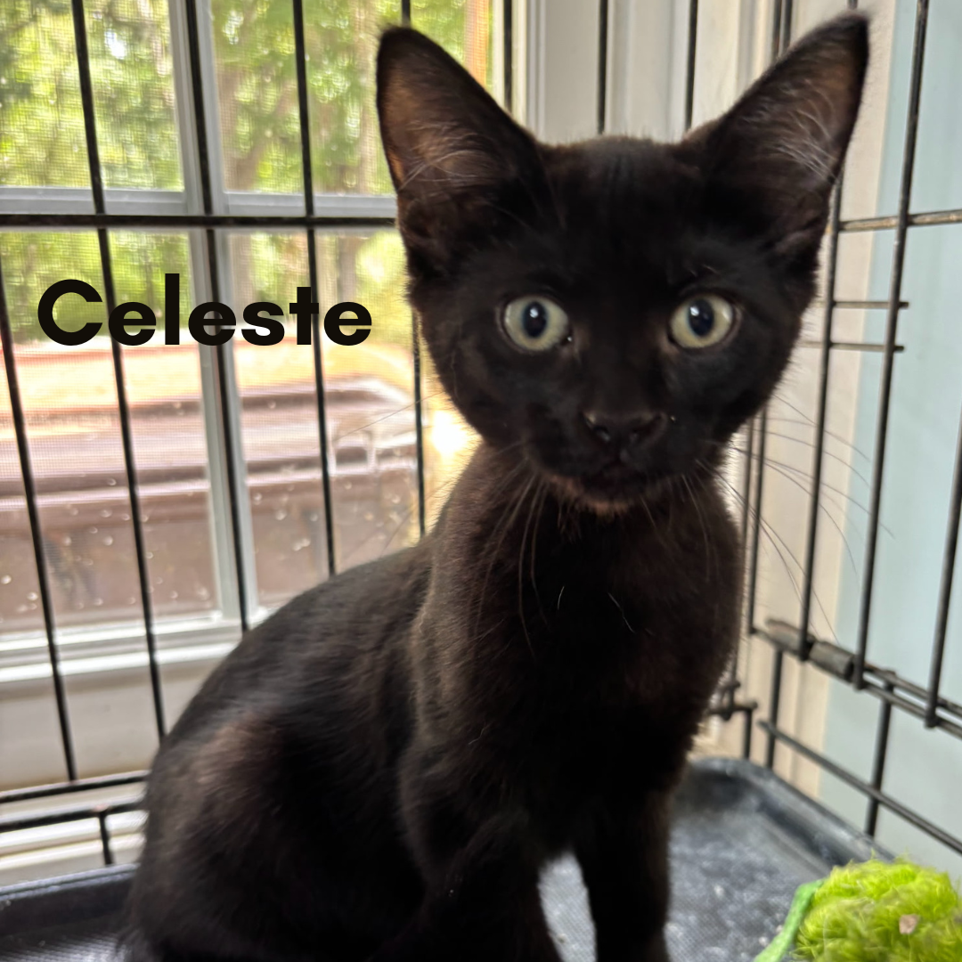 Celeste