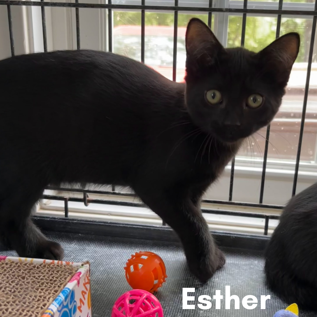 Esther