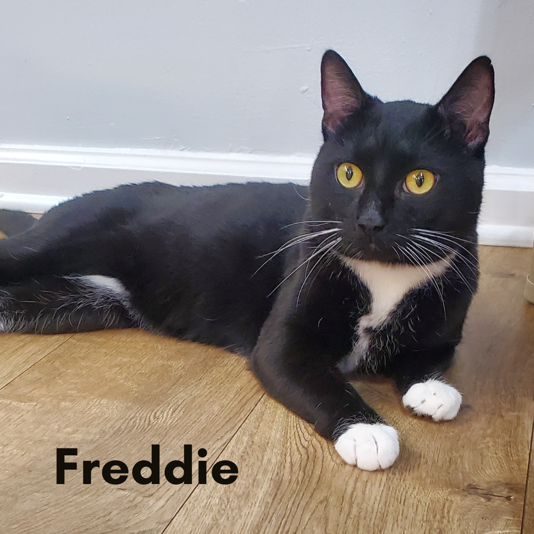 Freddie