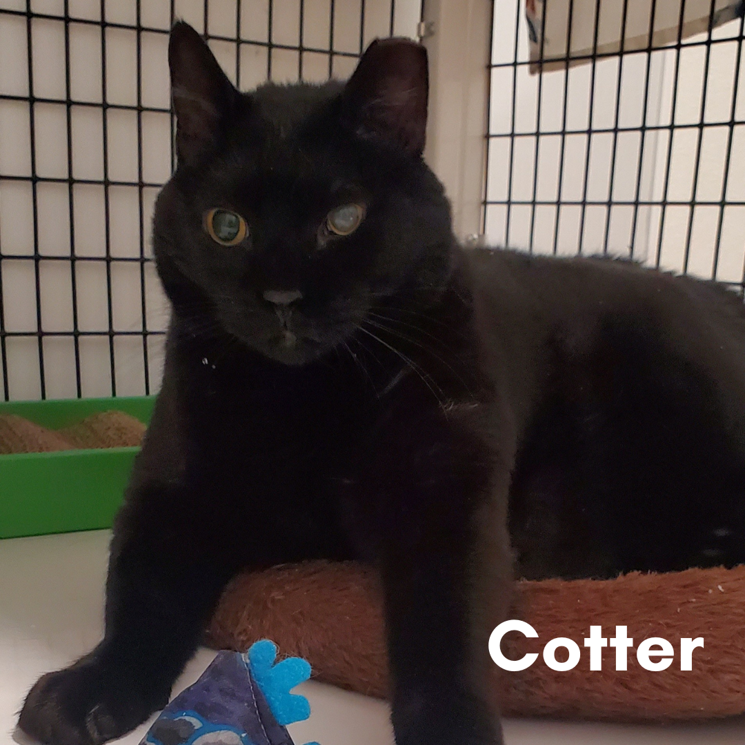 Cotter