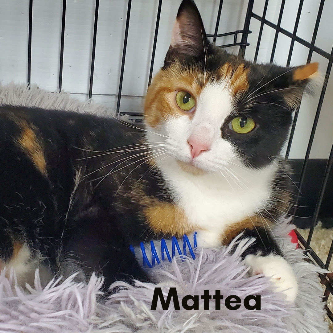 Mattea