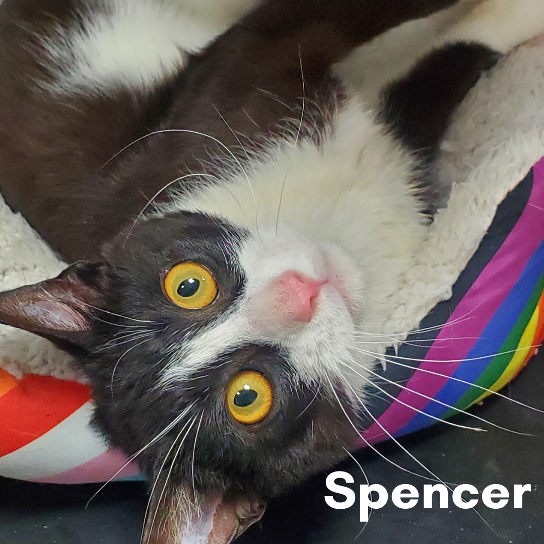 Spencer