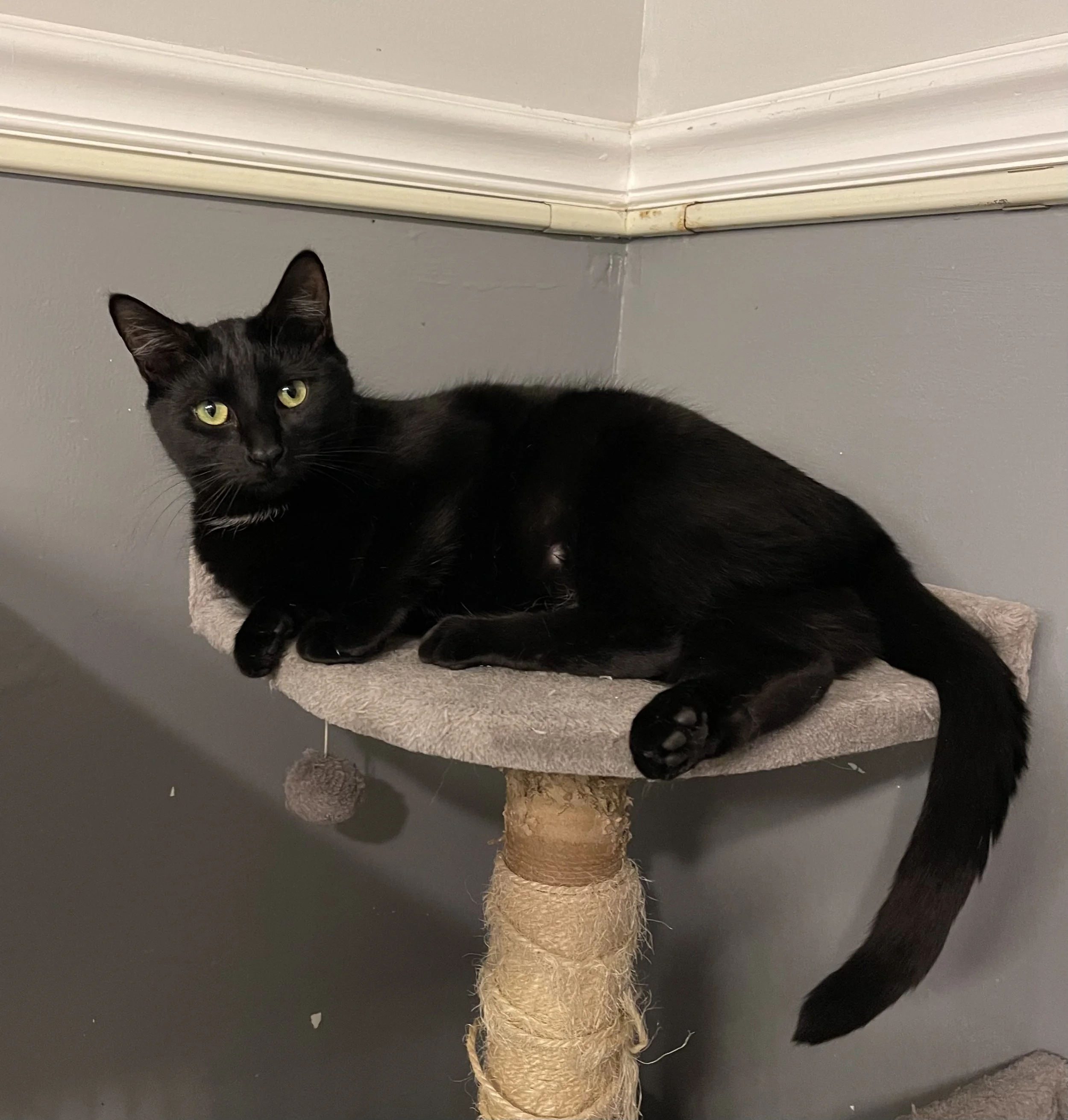 Ellamae