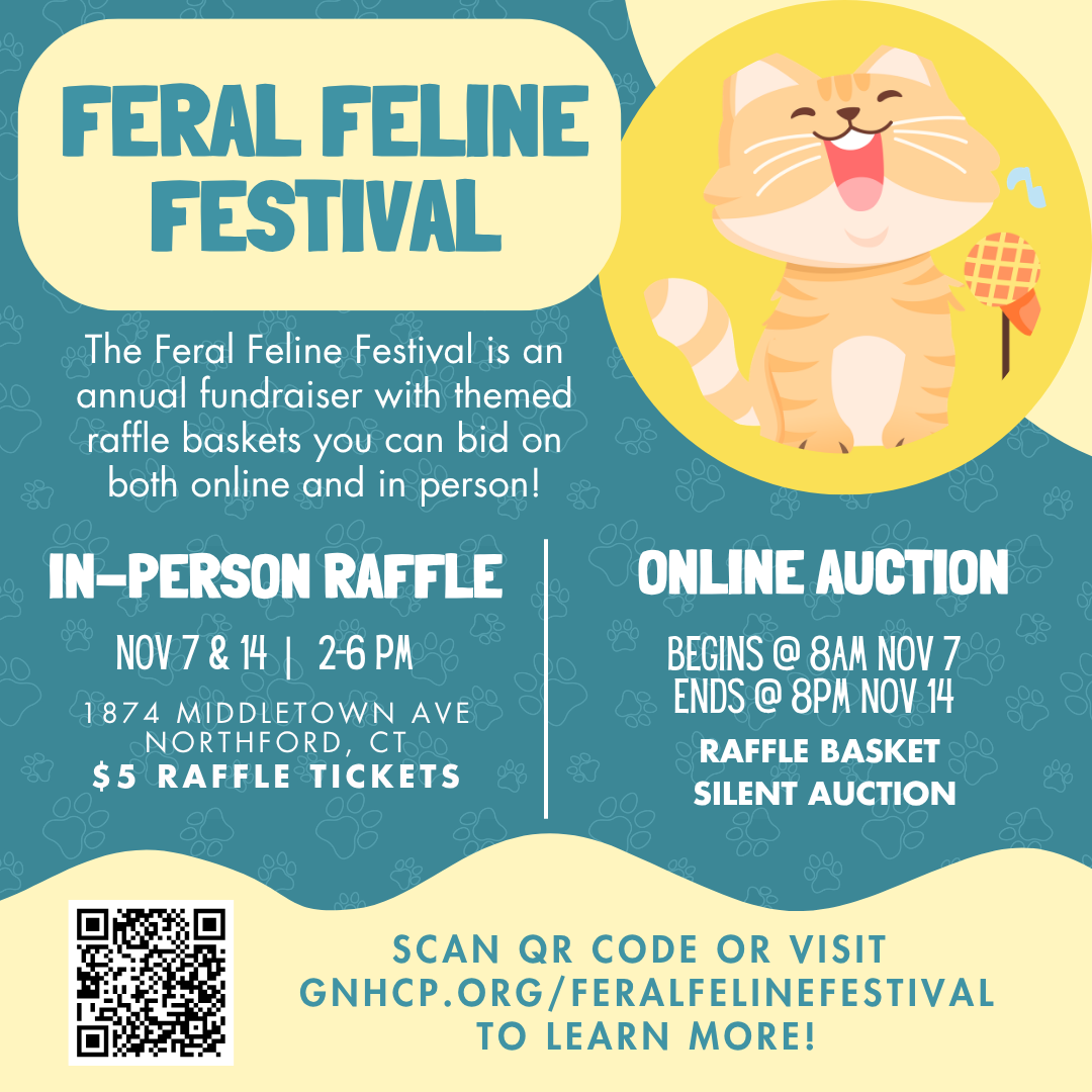 Feral Feline Festival