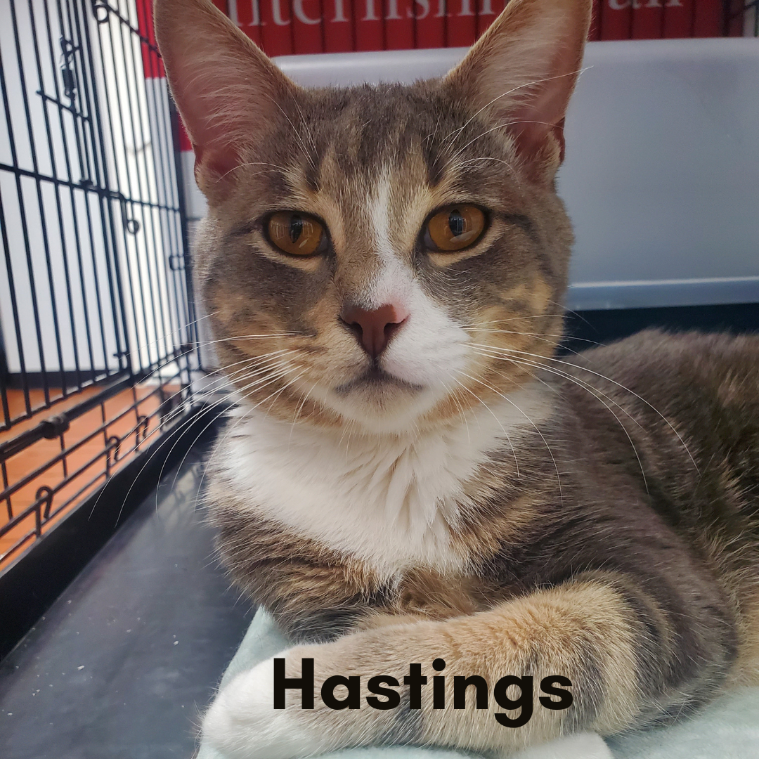Hastings