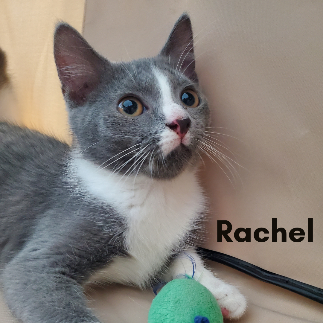 Rachel