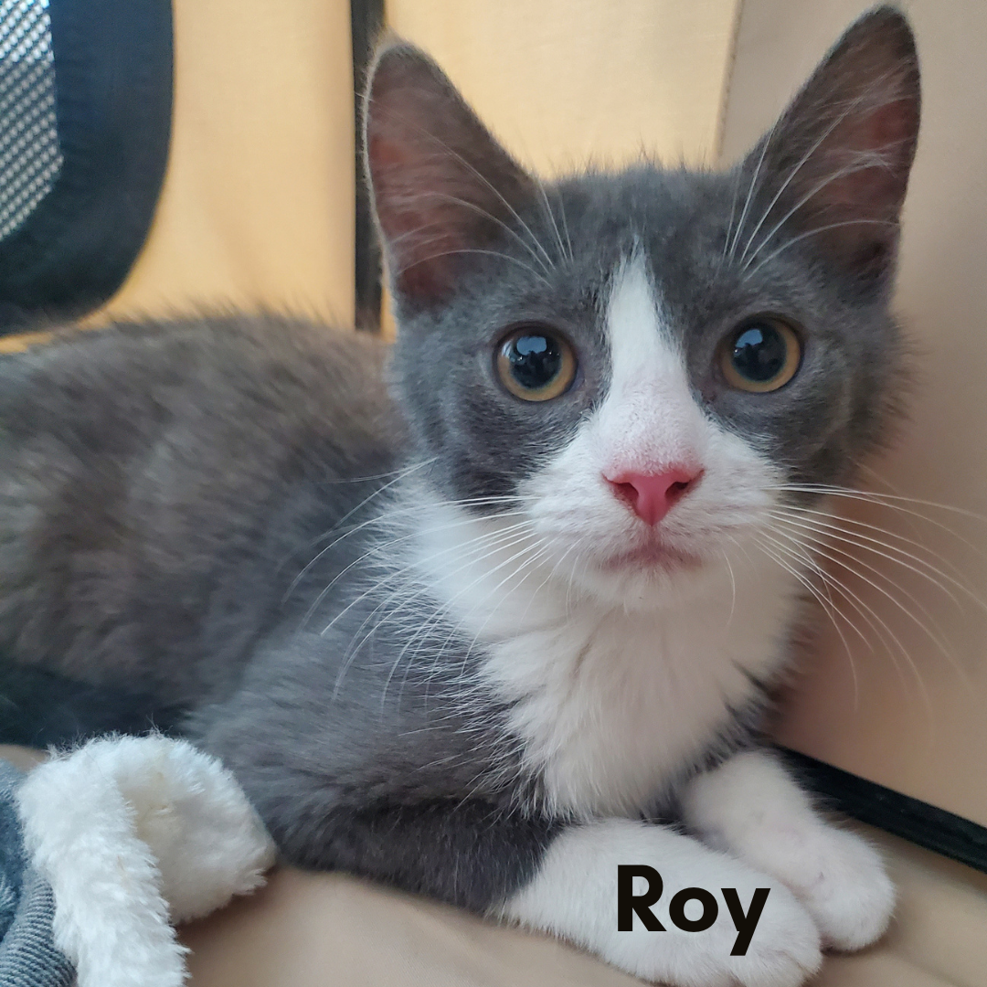 Roy