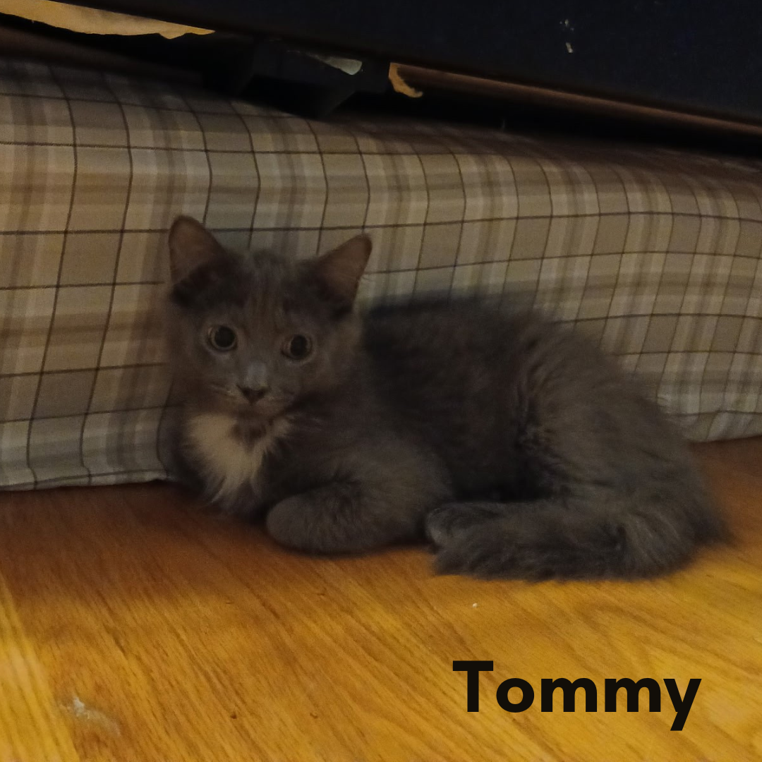 Tommy