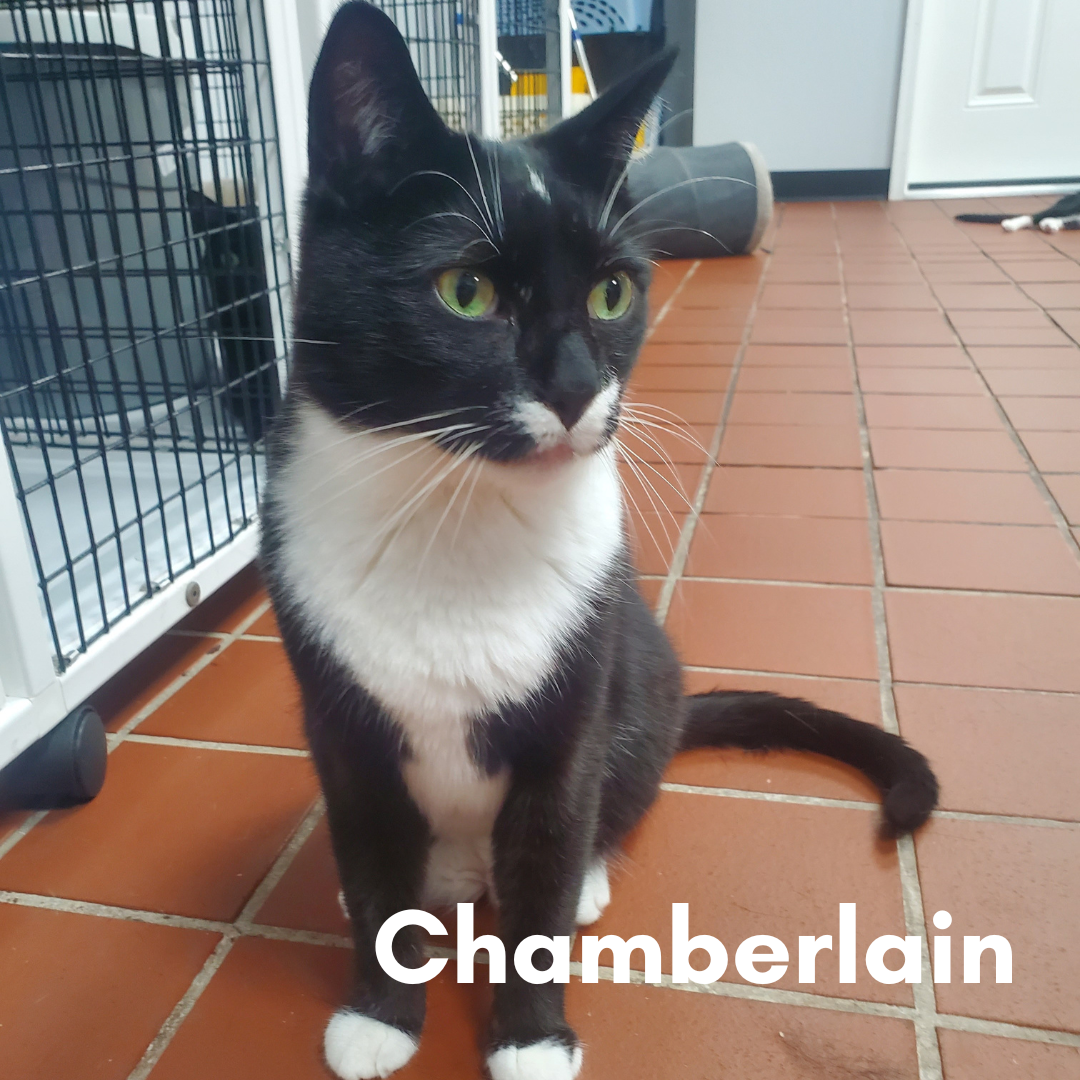 Chamberlain