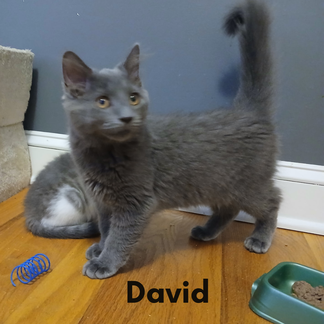 David