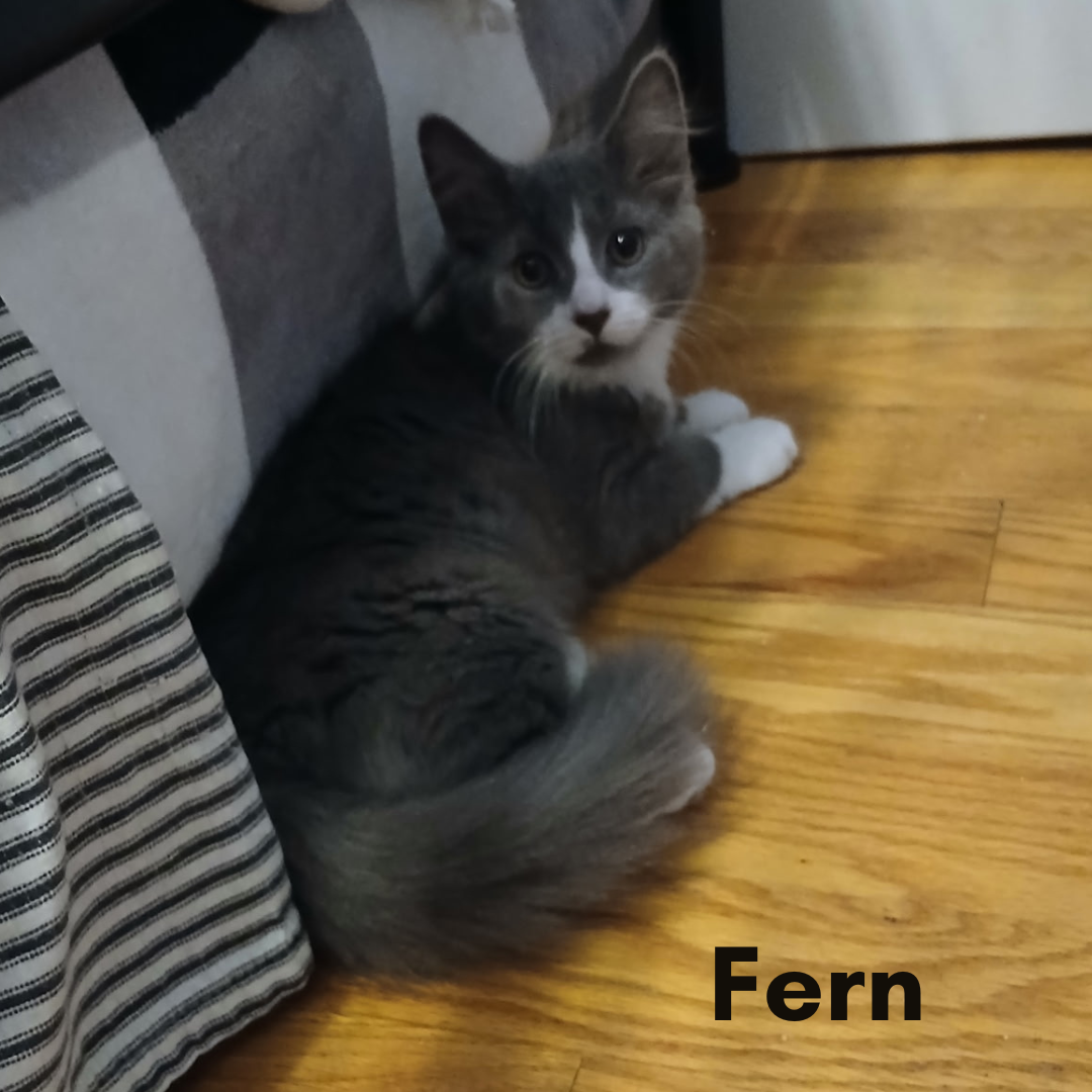 Fern