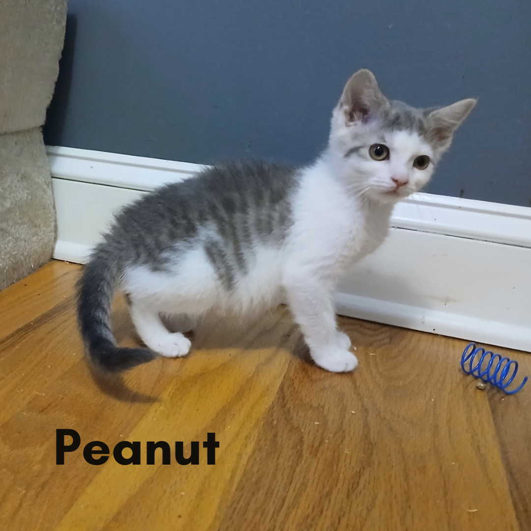 Peanut
