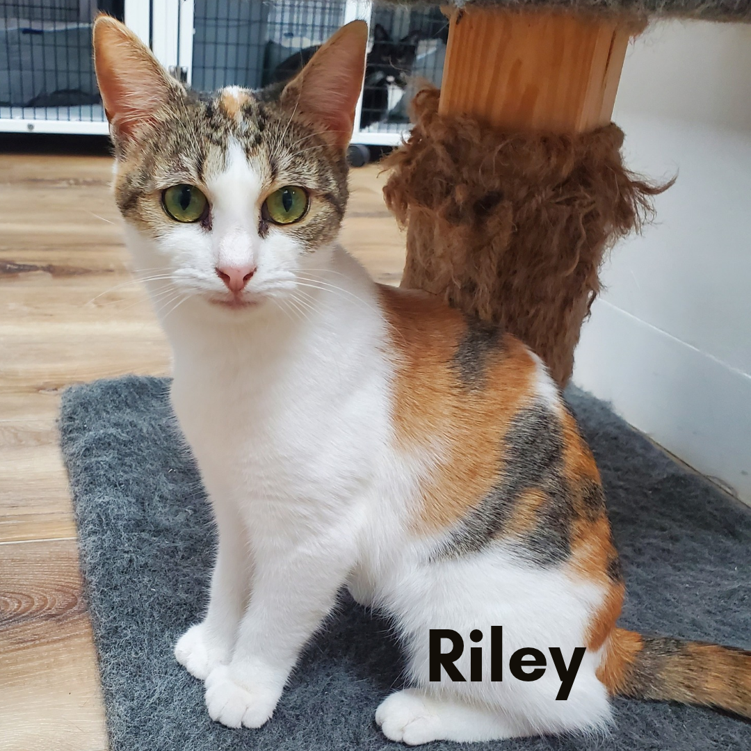 Riley