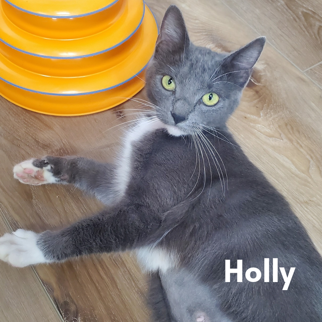 Holly