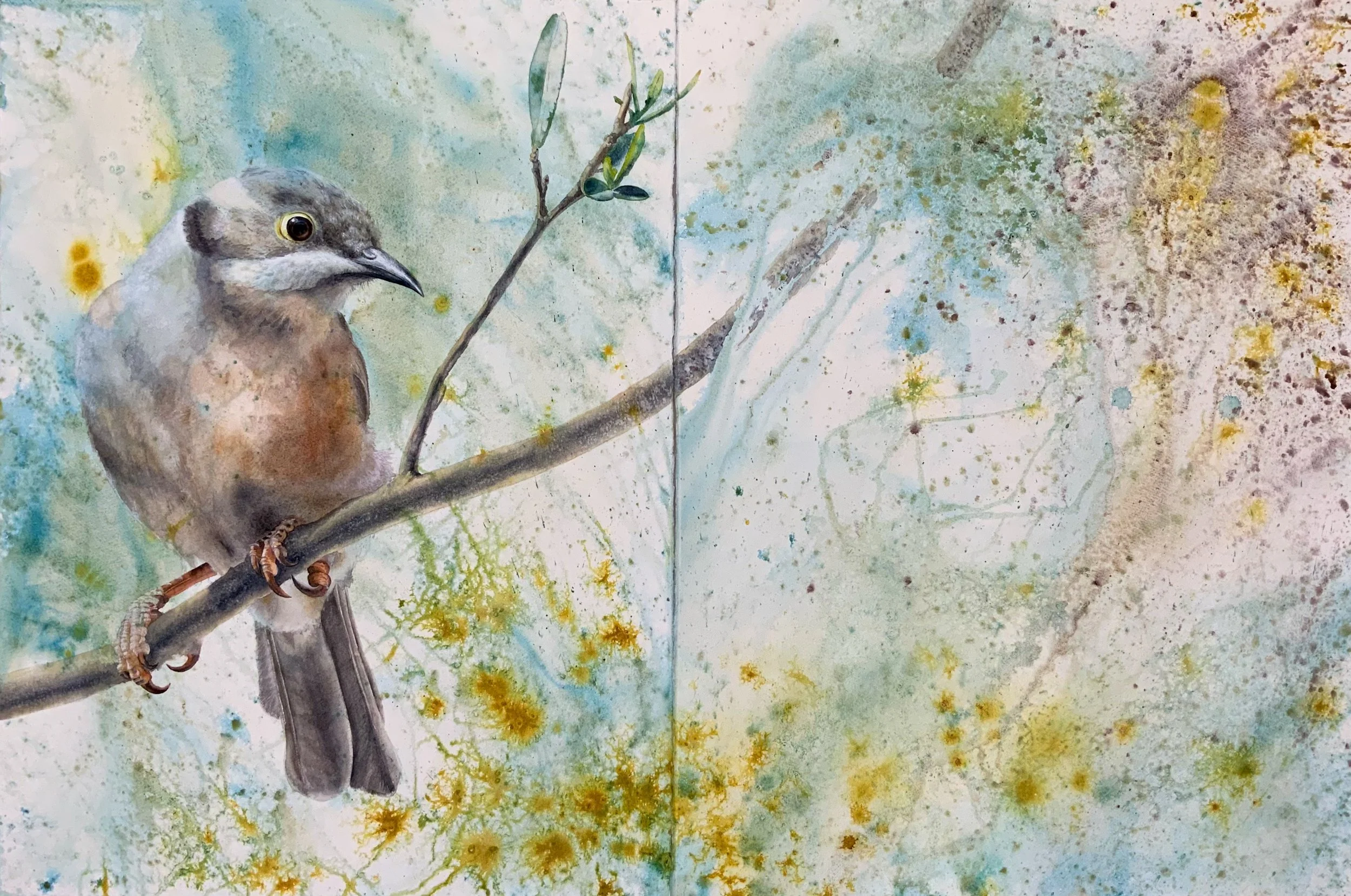 Brown-headed Honeyeater in Hopbush