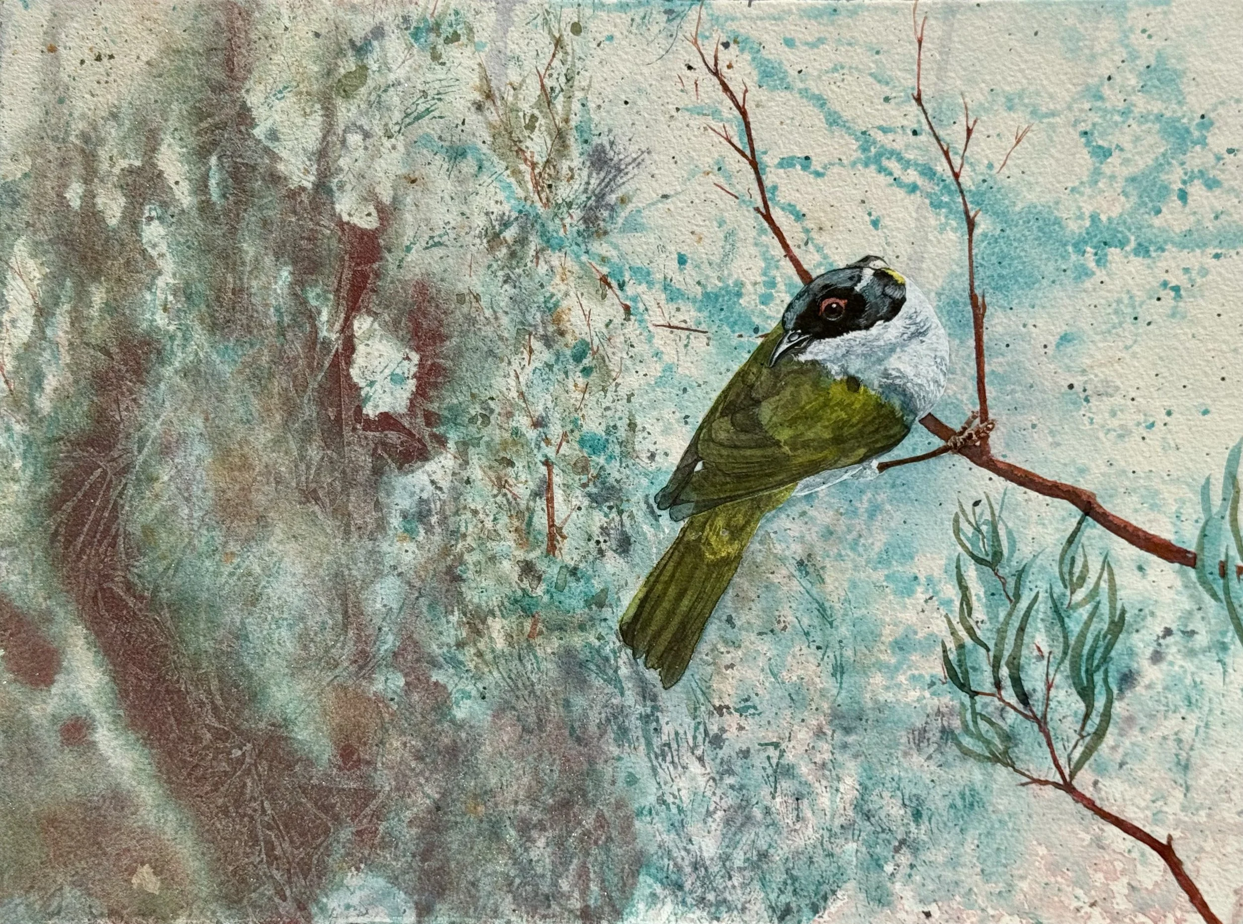 White-naped Honeyeater, 2025