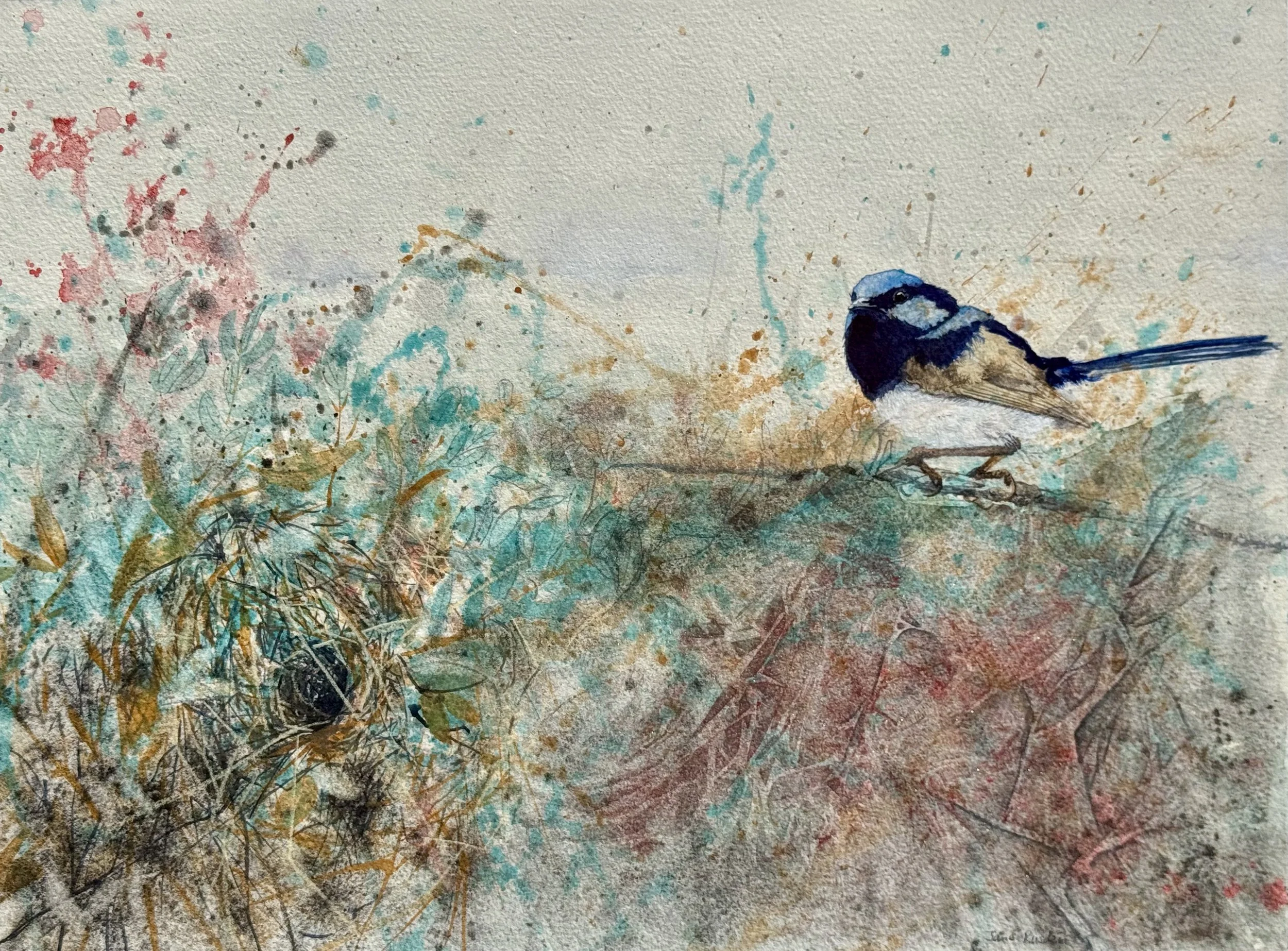 Superb Fairy-wren in Corea, 2025