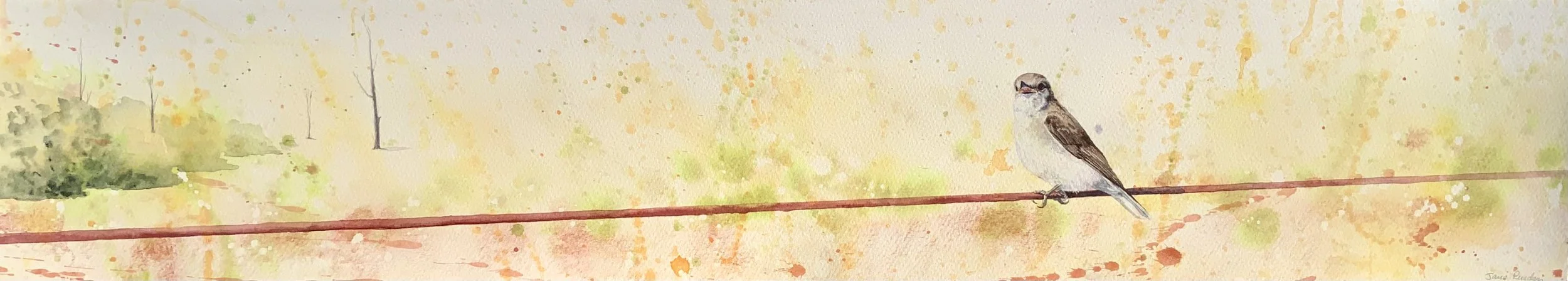 Jacky Winter on fence wire, 2025