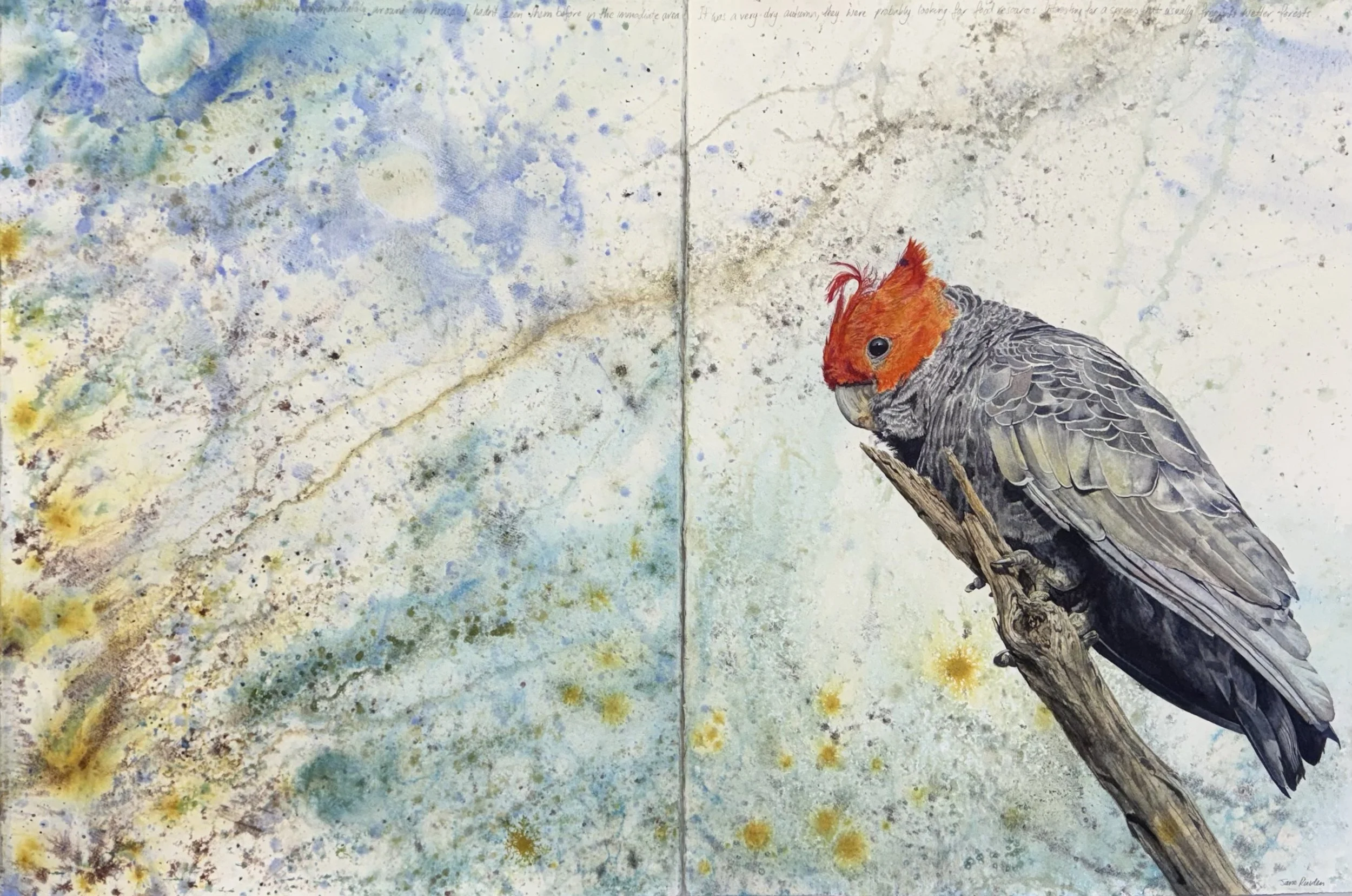 Gang Gang Cockatoo, Campbells Creek