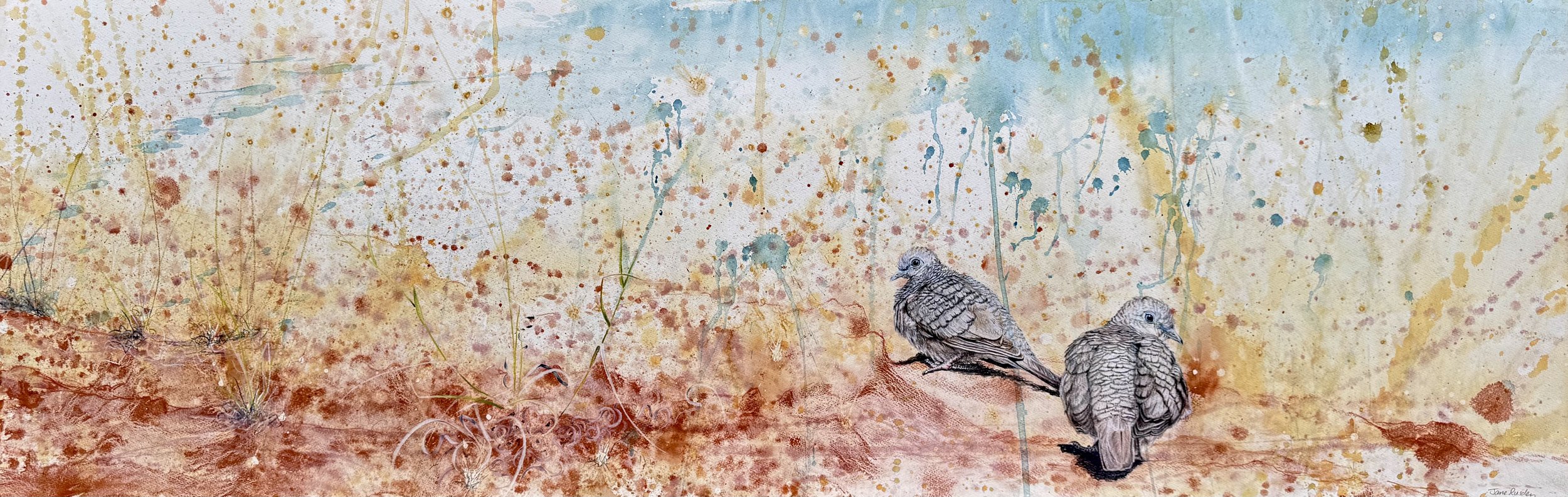 Peaceful Dove pair, Bimblebox Nature Reserve