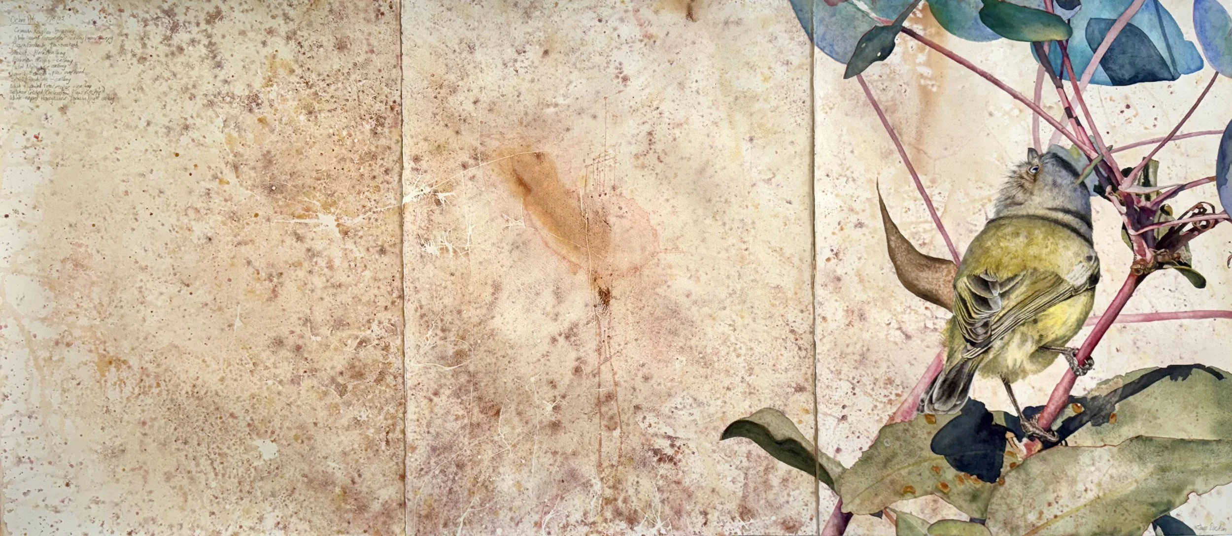 Weebill foraging in Yellow Gum