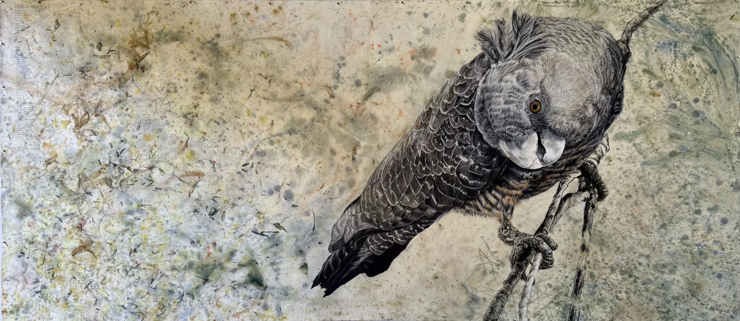 Female Gang Gang Cockatoo feeding on Geebung