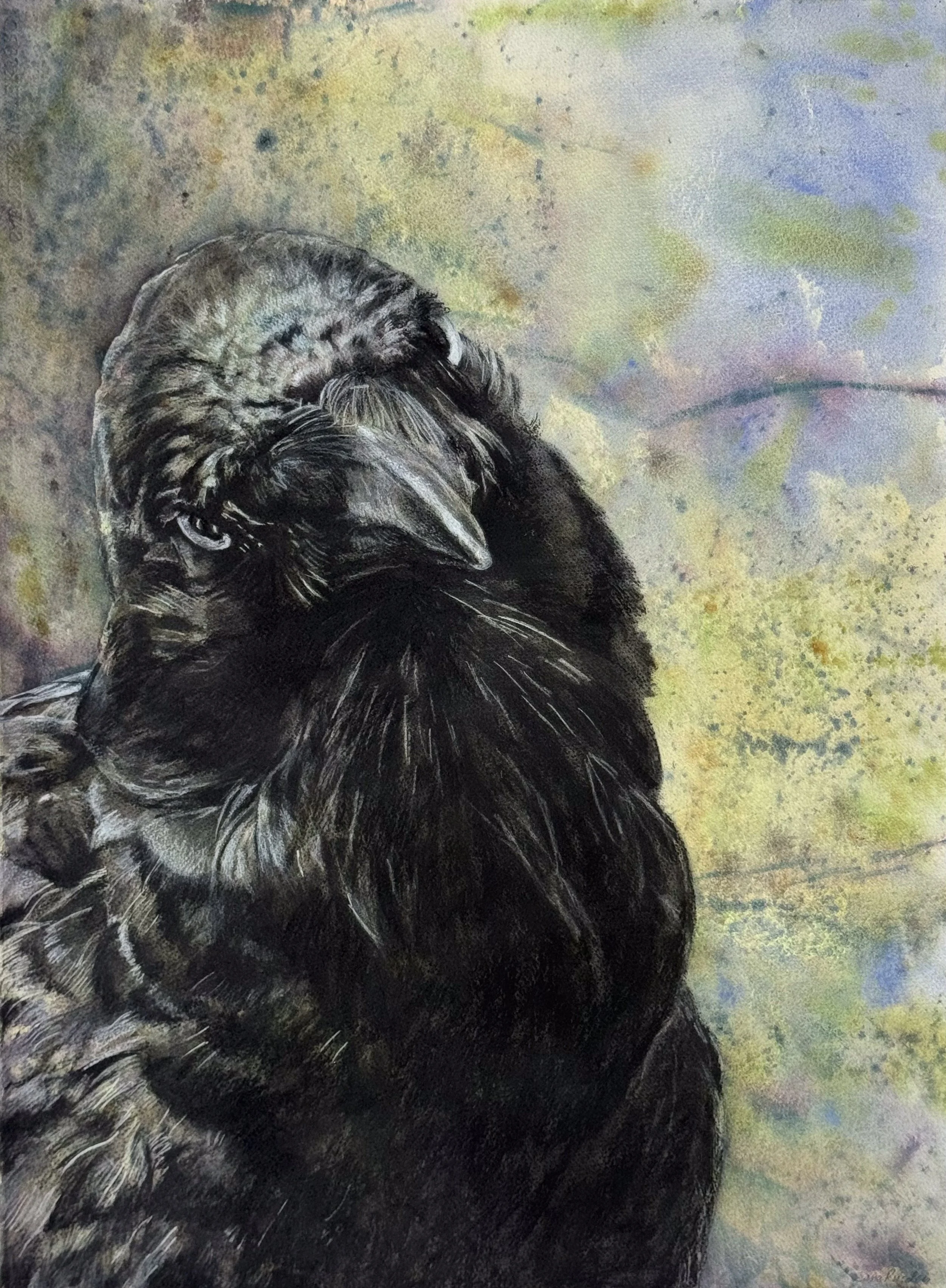 Australian Raven, Wingan Inlet