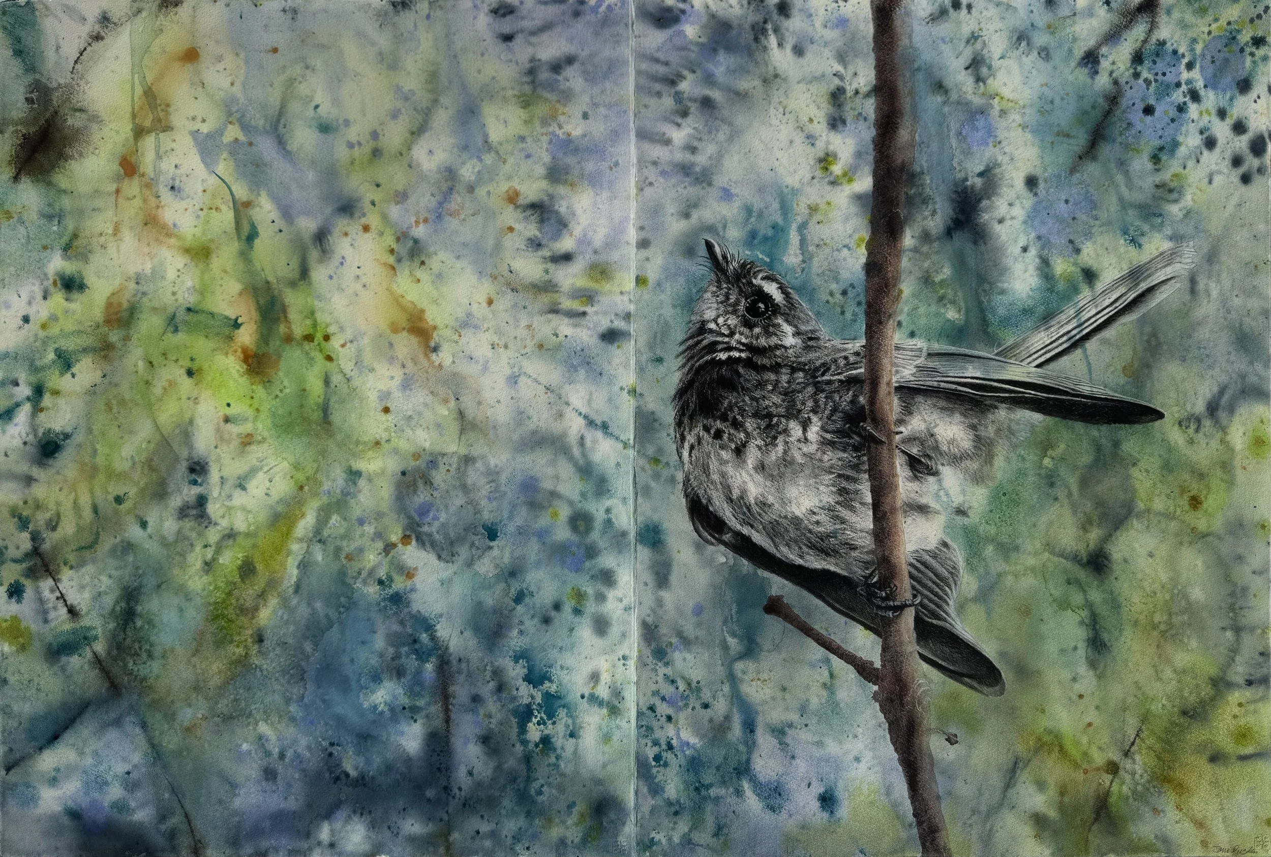 Grey Fantail, Wingan Inlet