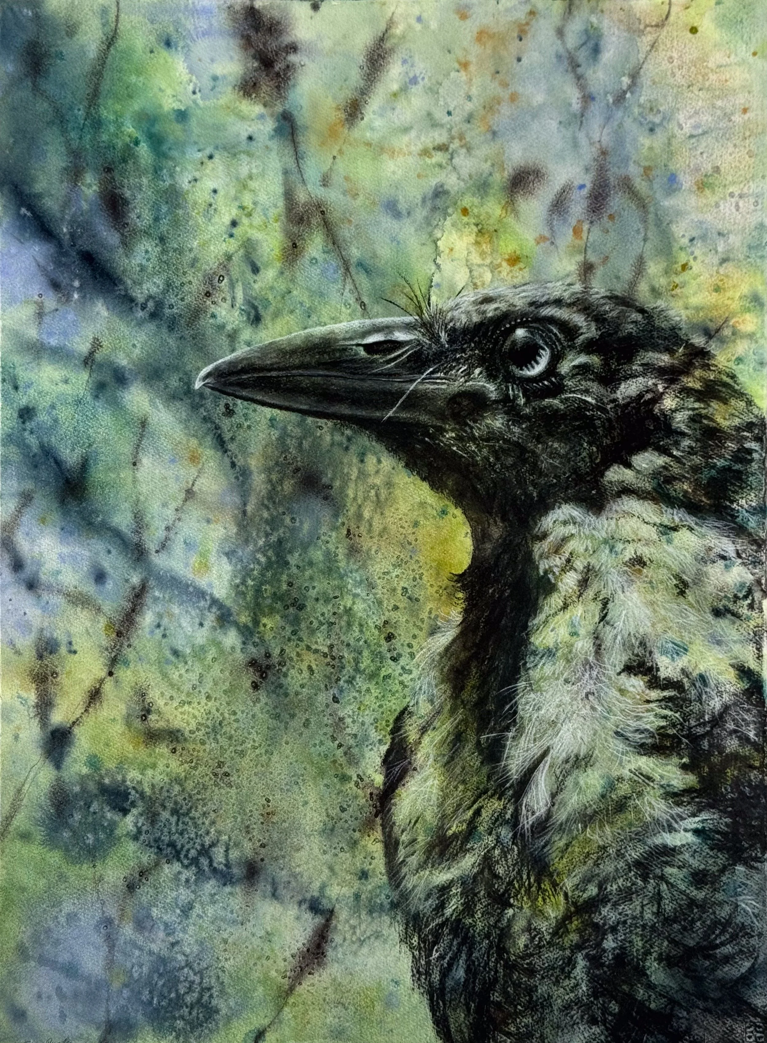 Juvenile Pied Currawong, Wingan Inlet