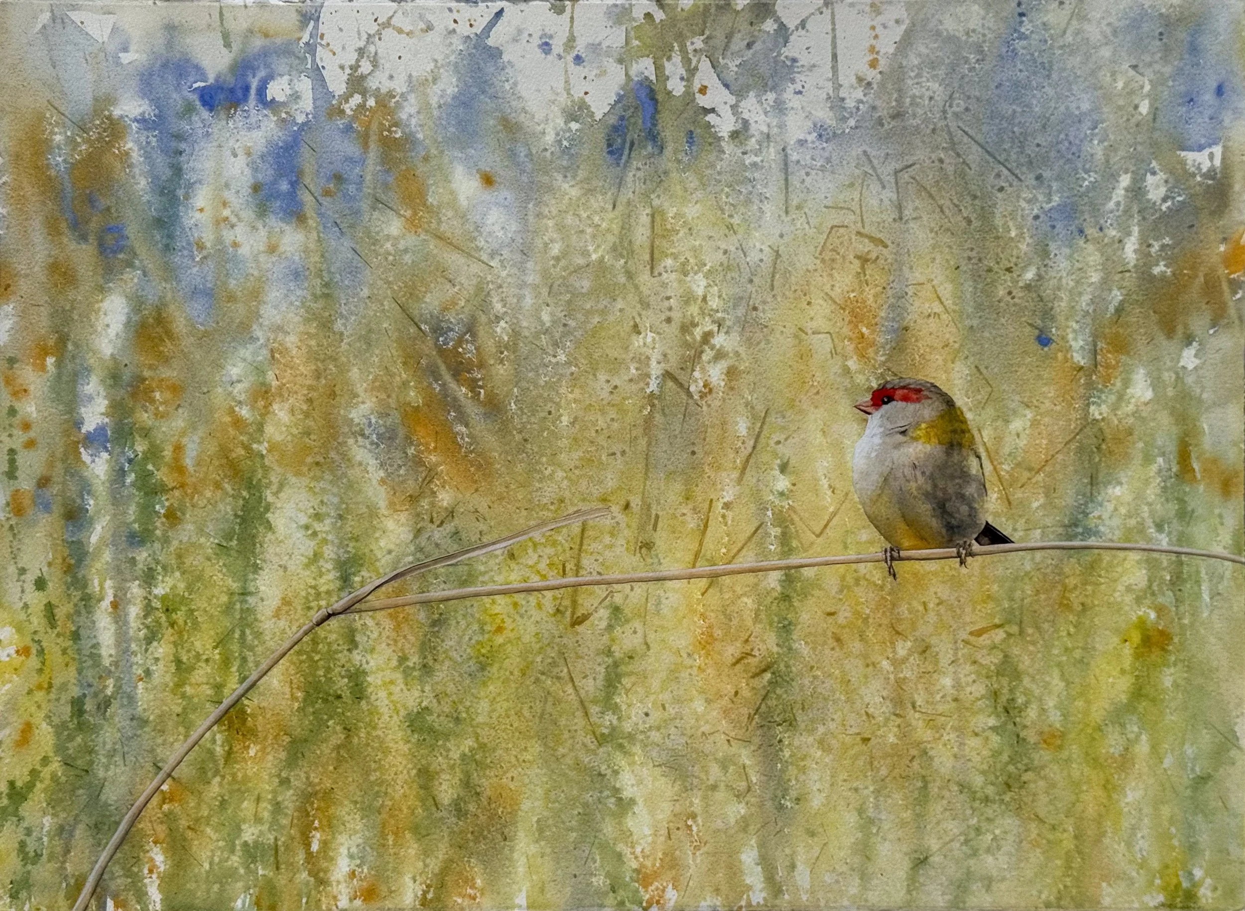 Red-browed Finch, Campbells Creek