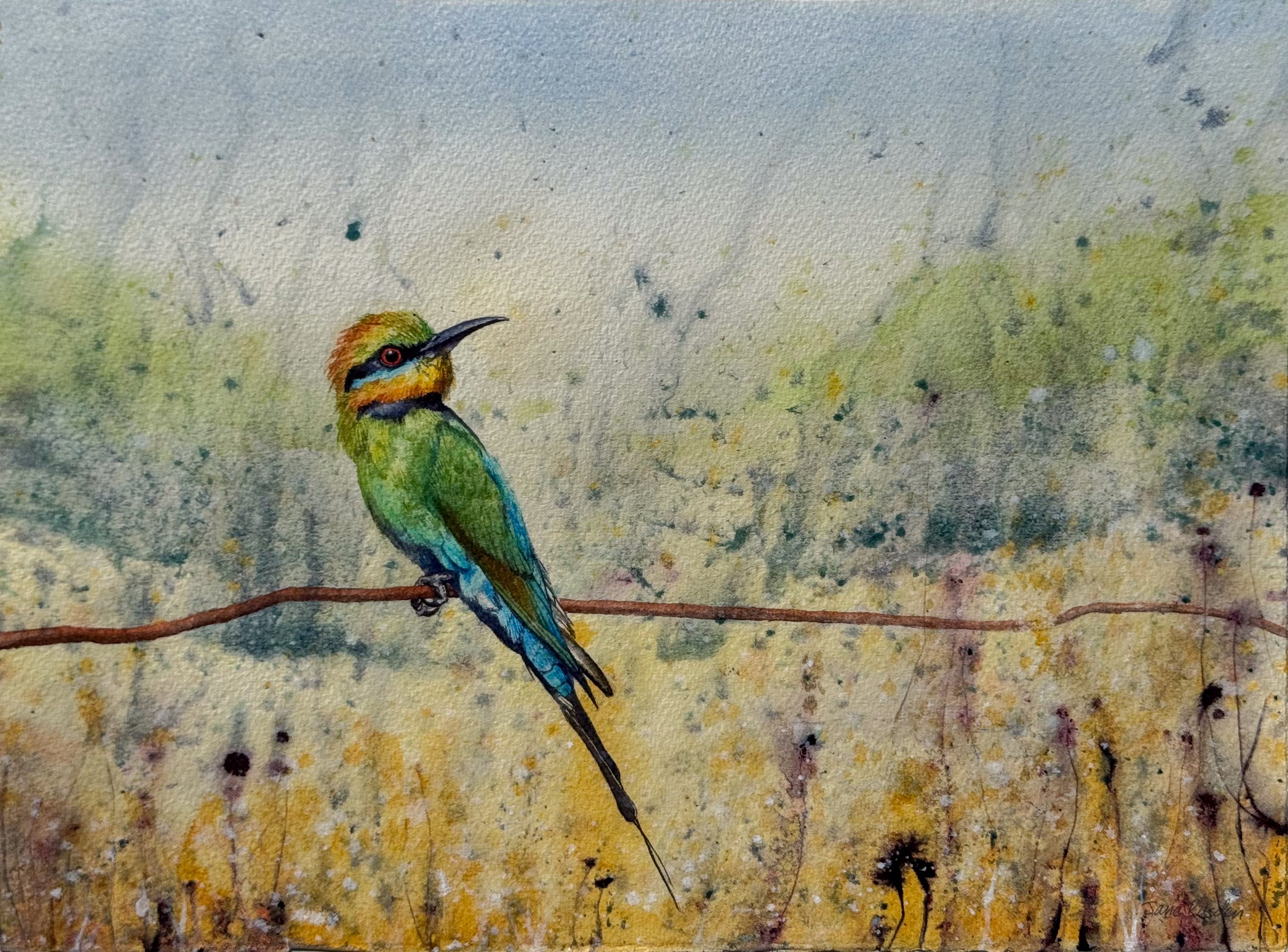 Rainbow Bee-eater, Newstead