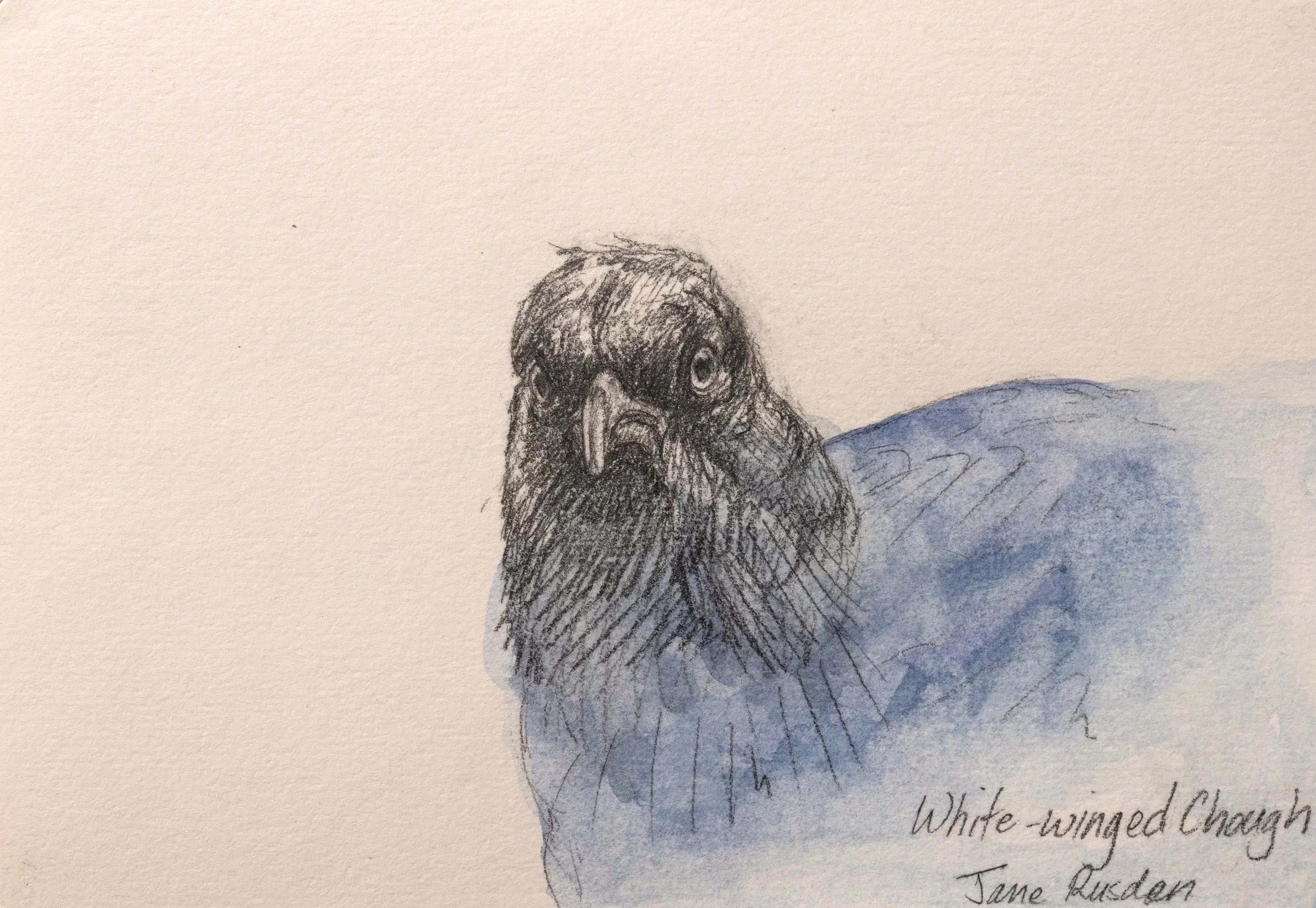 White Winged Chough