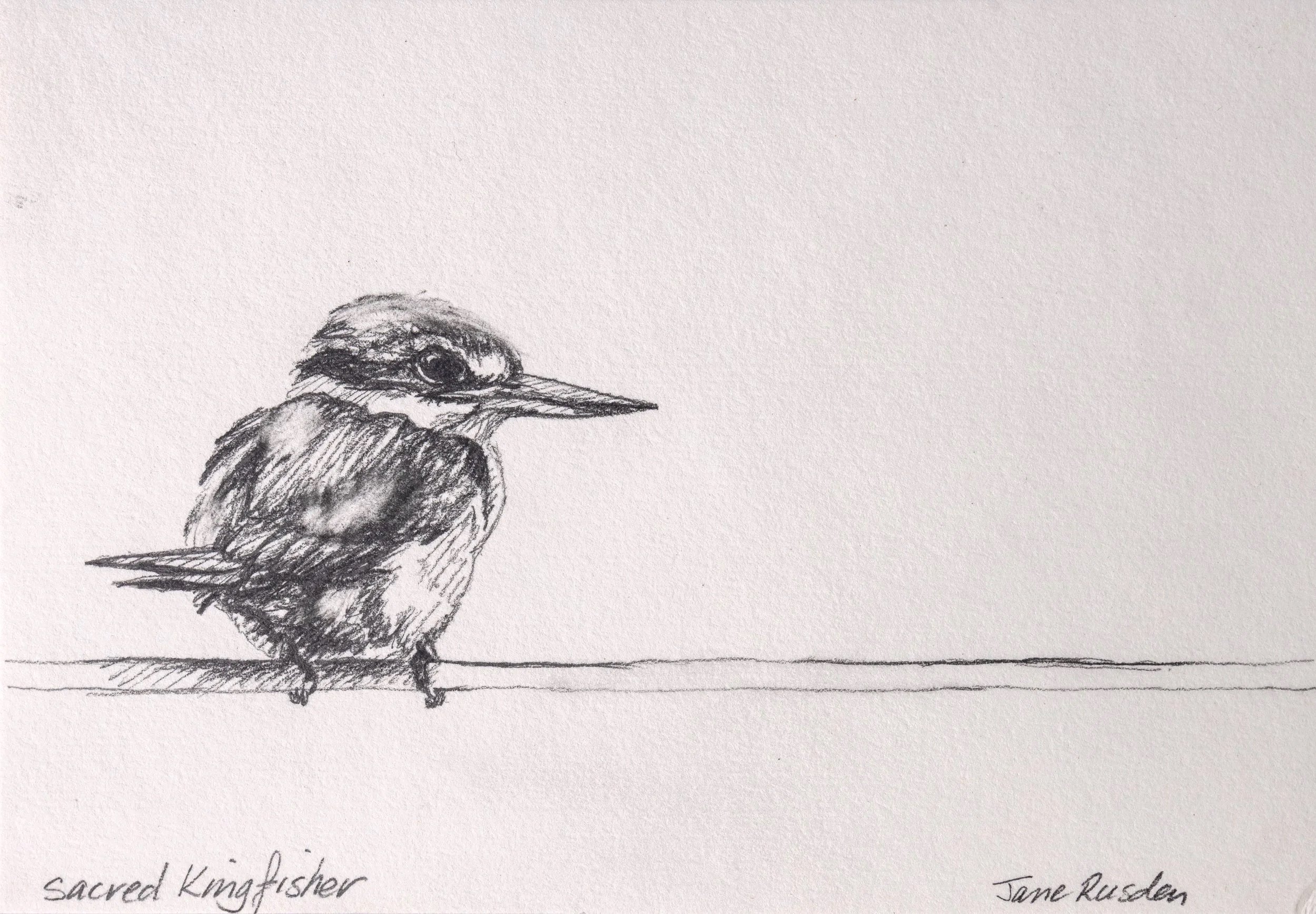 Sacred Kingfisher