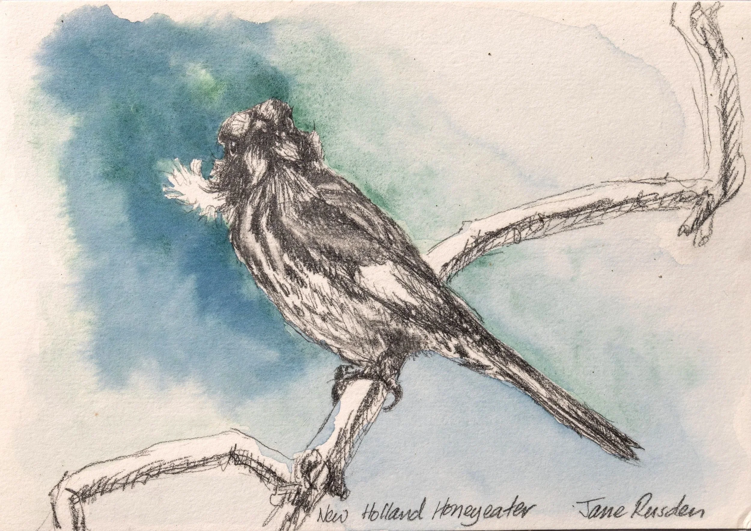 New Holland Honeyeater
